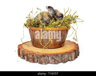 Mignon bébé lapin dans le panier en bois avec de l'herbe sèche Banque D'Images