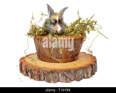 Mignon bébé lapin dans le panier en bois avec de l'herbe sèche Banque D'Images