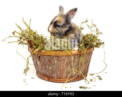 Mignon bébé lapin dans le panier en bois avec de l'herbe sèche Banque D'Images