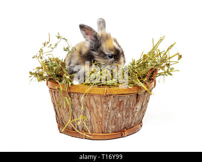 Mignon bébé lapin dans le panier en bois avec de l'herbe sèche Banque D'Images