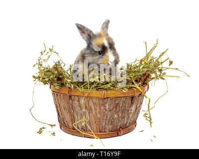 Mignon bébé lapin dans le panier en bois avec de l'herbe sèche Banque D'Images