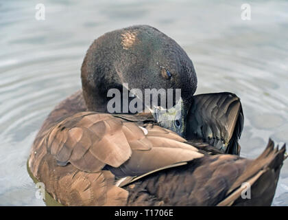 Close up niveau de l'oeil droit de dormir Campbell kaki, Anas platyrhinchos domesticus Canard flottant sur l'eau. Banque D'Images