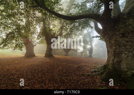 Forêt de hêtres en Parc Naturel Gorbea en Euskadi Banque D'Images