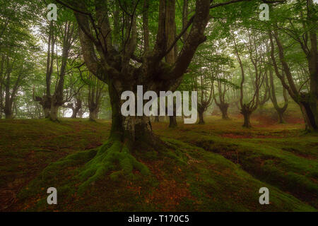 Forêt de hêtres en Parc Naturel Gorbea en Euskadi Banque D'Images