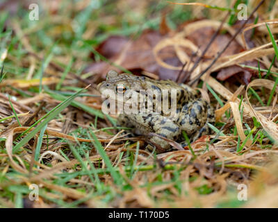 Crapaud commun parmi l'herbe sur un côté de l'étang, Perthshire, Écosse, Royaume-Uni Banque D'Images