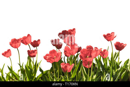 Tulipes rouges avec feuille verte isolée sur fond blanc Banque D'Images