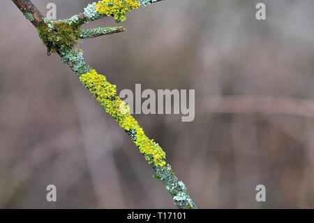 Hypogymnia physodes Xanthoria parietina et commun, lichen orange (échelle jaune, maritime et de lichen lichen rive sunburst lichénisé)champignons poussant sur une branche. Le lichen Banque D'Images