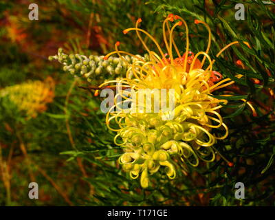 Grevillea fleurs. Pétales de rose et jaune de la plante de la famille des autochtones australiens en fleur. Les oiseaux sauvages sont attirés par ces fleurs. Banque D'Images