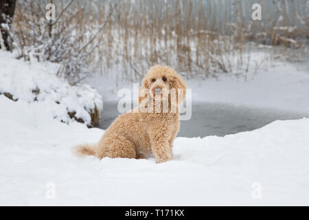 Jeune caniche abricot posant dehors dans la neige.Portrait de caniche abricot mignon dans le magnifique paysage d'hiver, Weissensee, Alpes autrichiennes, Autriche Banque D'Images