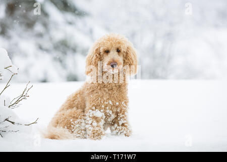 Jeune caniche abricot posant dehors dans la neige. Portrait de caniche abricot mignon dans le magnifique paysage d'hiver, Weissensee, Alpes autrichiennes, Autriche Banque D'Images