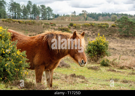 Nouvelle Forêt à poney Bratley Voir la New Forest Hampshire Angleterre Banque D'Images