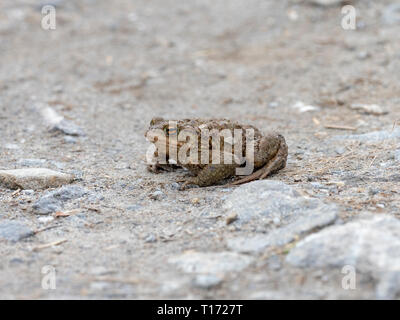 Crapaud commun traversant une route sur chemin de son sol nourricier, UK Banque D'Images