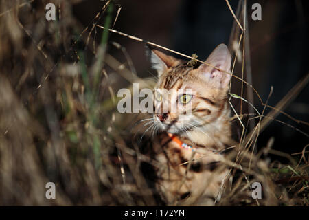 Excursion avec les enfants et la Chatte sur un jour de printemps ensoleillé Banque D'Images