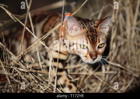 Excursion avec les enfants et la Chatte sur un jour de printemps ensoleillé Banque D'Images