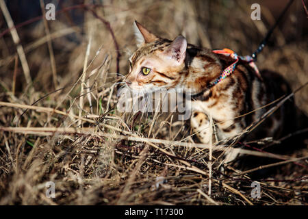 Excursion avec les enfants et la Chatte sur un jour de printemps ensoleillé Banque D'Images