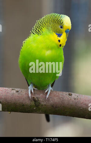 Perruche ondulée (Melopsittacus undulatus). Mâle adulte avec plus de cérémonie bleu le projet de loi. Volière, oiseau de compagnie.​ le plumage est vert, la couleur naturelle de l'oiseau sauvage en Australie.​ Banque D'Images