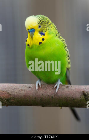 ​Budgerigar (Melopsittacus undulatus). Mâle adulte avec plus de cérémonie bleu le projet de loi. Volière, oiseau de compagnie.​ le plumage est vert, la couleur naturelle de l'oiseau sauvage en Australie. Banque D'Images