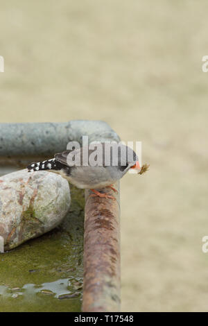 Diamant mandarin ou châtaignier-eared Finch (Poephila guttata). De garçon ou une femme. La réalisation de matériaux de nidification. Sur le bord d'un récipient de l'eau peu profonde. ​Aviary oiseau. Banque D'Images