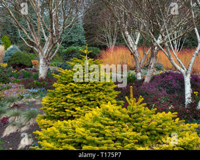 Couleur de la fin de l'hiver au début du printemps à Bressingham gardens Norfolk Banque D'Images