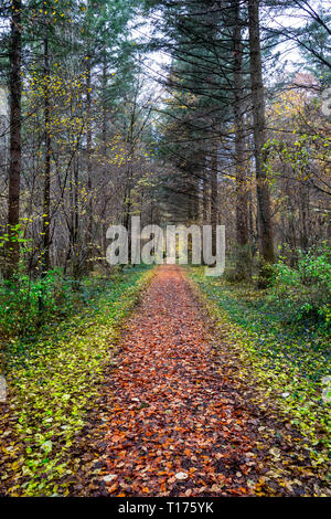 A direct path in the middle of the forest with colorful leaves on the ground Banque D'Images