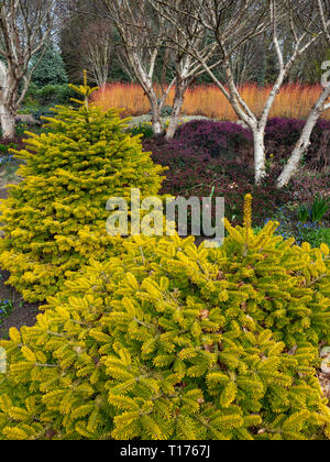 Couleur de la fin de l'hiver au début du printemps à Bressingham gardens Norfolk Banque D'Images