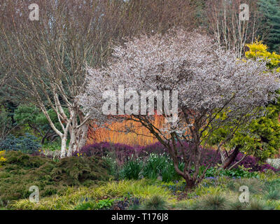 Fuji cherry Prunus incisa en fleurs au début du printemps à Bressingham gardens Norfolk Banque D'Images