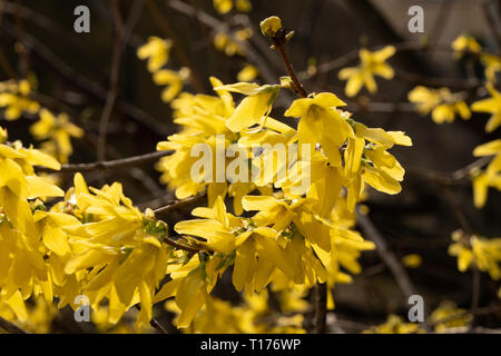 Forsythia (Forsythia intermedia Couverture 'Lynwood Gold') aux côtés de plus en plus le Kennet and Avon Canal à Bradford on Avon, Wiltshire, Royaume-Uni. Banque D'Images