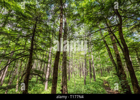 Paysage de forêt d'été à voie,Kamikochi au Japon Banque D'Images