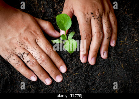 Concept de croissance , les mains sont la plantation les plants dans le sol Banque D'Images