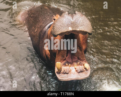 Hippopotamus avec museau ouvert ou de la bouche dans l'eau. L'hippopotame, de l'Afrique de l'Hippopotamus amphibius capensis, animal dans l'eau. Banque D'Images