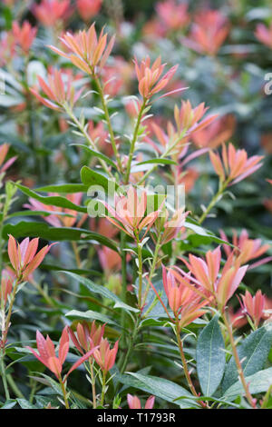 Pieris formosa var. forrestii 'Jermyns" au printemps. Banque D'Images