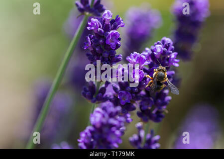 Abeille sur une lavande en fleurs Banque D'Images