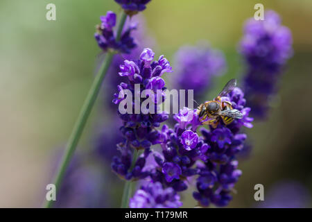 Abeille sur une lavande en fleurs Banque D'Images