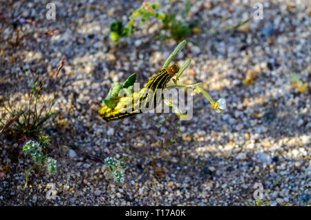 Sphinx (papillon blanc bordé Hilea lineata) caterpillar in California's Anza Borrego Desert State Park au cours de la 2019 Superbloom Banque D'Images