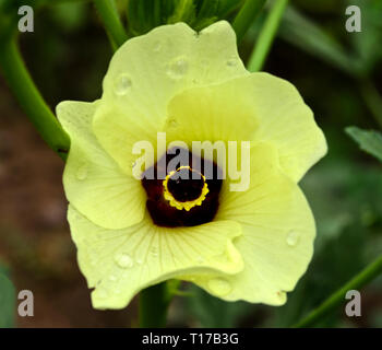 L'okra fleur jaune Banque D'Images