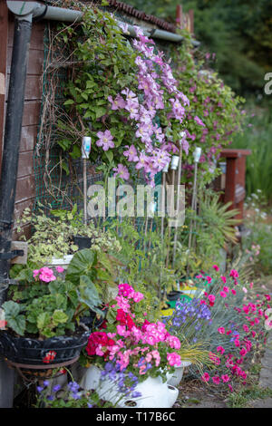 Fleurs et plantes sur l'attribution à Mill Hill, London, UK, cultivés pour la coupe. Banque D'Images