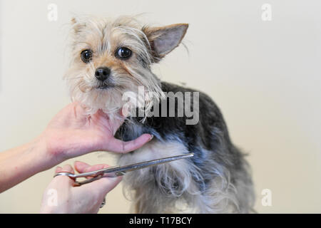 Toilettage chien close up d'un malheureux chien / triste à yorkshire terrier d'être soigné avec des ciseaux - chute de la fourrure de chien petit chien obtenir boîte Banque D'Images