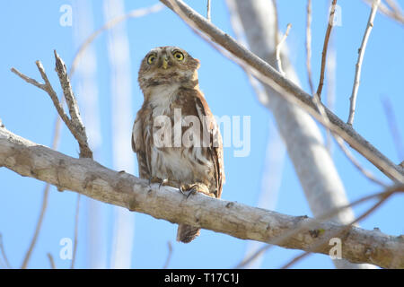 Belle Chouette naine ferrugineux (Glaucidium brasilianum) sur une branche d'arbre Banque D'Images