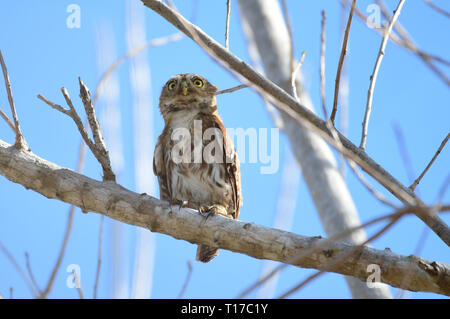 Belle Chouette naine ferrugineux (Glaucidium brasilianum) sur une branche d'arbre Banque D'Images