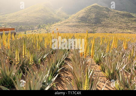 Plantation de l'aloe vera sur l'île Gran Canaria en Espagne Banque D'Images