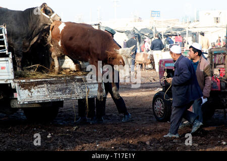 Déchargement de bétail au marché du dimanche à Kashgar, dans la région autonome du Xinjiang, en Chine. Banque D'Images