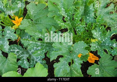 Close-up Vue de dessus de fleurs jaunes et feuillage vert tacheté sur plantes courgette variété F1 Defender en anglais de plus en plus l'été, le jardin de légumes Banque D'Images