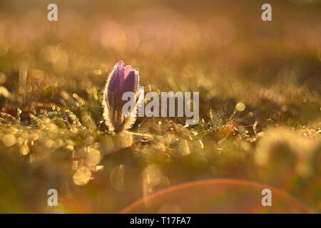 Arrière-plan avec des fleurs de printemps sur pré. Belles fleurs anémone pulsatille au coucher du soleil. Printemps nature, naturel couleur arrière-plan flou. Banque D'Images