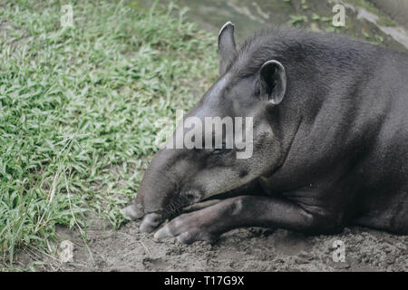 Tapir d'Amérique du Sud (Tapirus terrestris), également connu sous le nom de tapir brésilien. Des animaux rares en captivité. Banque D'Images