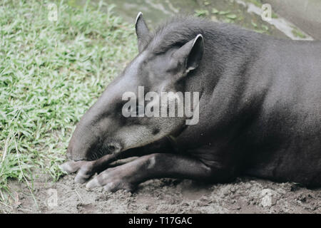 Tapir d'Amérique du Sud (Tapirus terrestris), également connu sous le nom de tapir brésilien. Des animaux rares en captivité. Banque D'Images