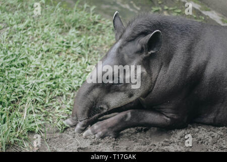 Tapir d'Amérique du Sud (Tapirus terrestris), également connu sous le nom de tapir brésilien. Des animaux rares en captivité. Banque D'Images