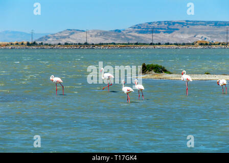 Izmir, Turquie, 26 mai 2008 : des flamants roses et des pélicans à Izmir Bird paradise Banque D'Images