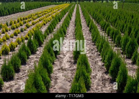 Thuja occidentalis en centre-jardin. Banque D'Images