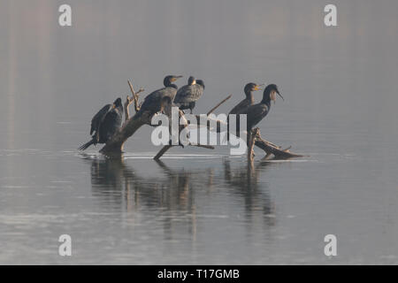 Groupe des grands cormorans (Phalacrocorax) dans 'Estany d'Ivars, Catalogne, Espagne Banque D'Images