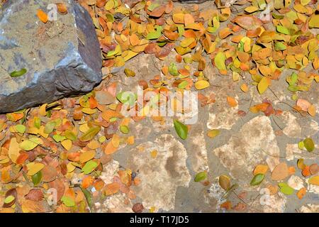 Pierre béton avec des feuilles mortes, texture background. Banque D'Images